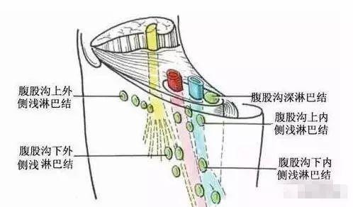 腹股沟不通不排,妇科病自来!