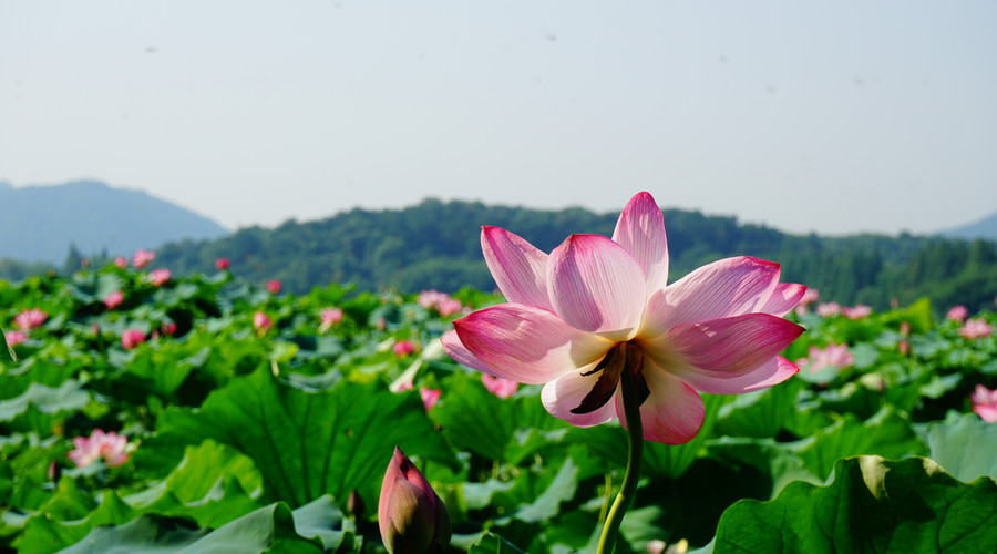 恭喜！5月上旬事業騰達，好事躲不掉，財源廣進，富得流油的生肖 星座 第1張