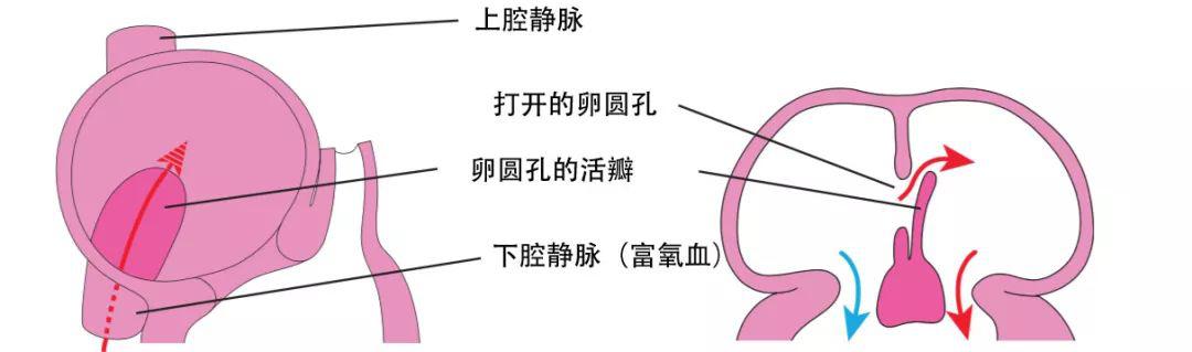 继发隔本身也并不形成一个完整的分隔,因此,仍留下了一个孔道,即卵