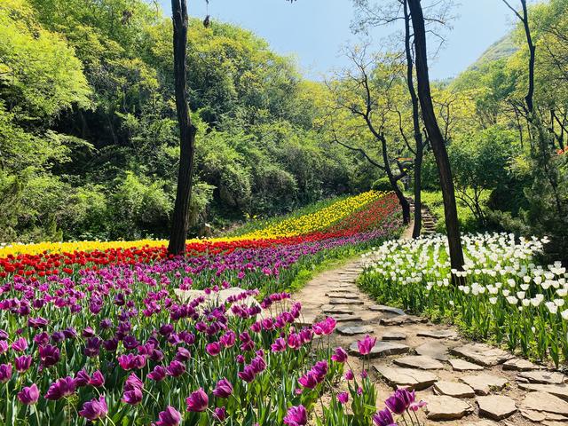 五一去济南红叶谷看郁金香吧,漫步花海拥抱春天!