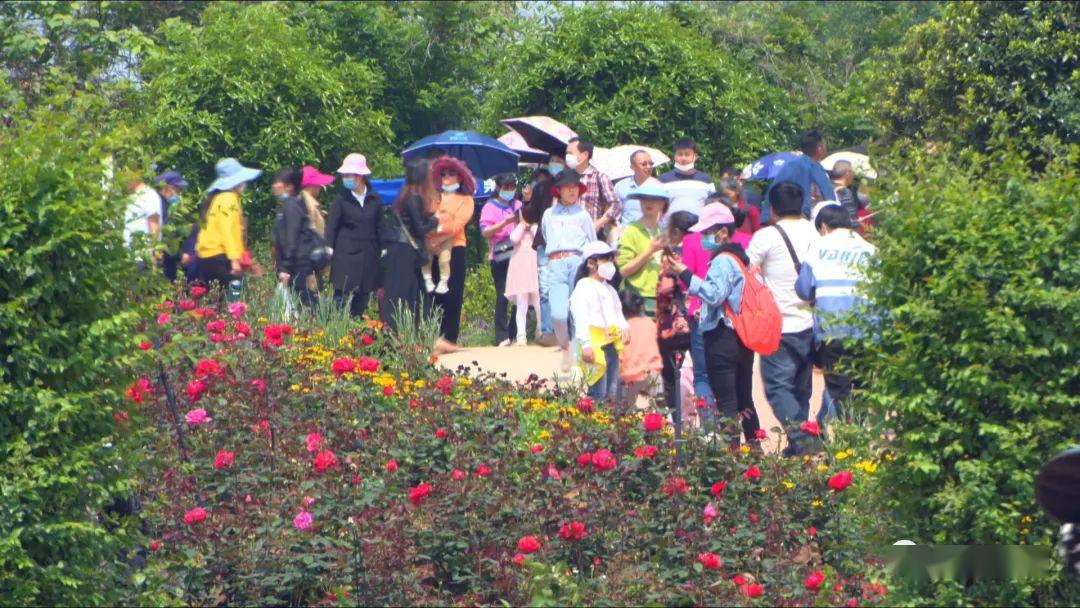 达川五一旅游新势力第一集成都山玫瑰谷好嗨哟的爱情圣地