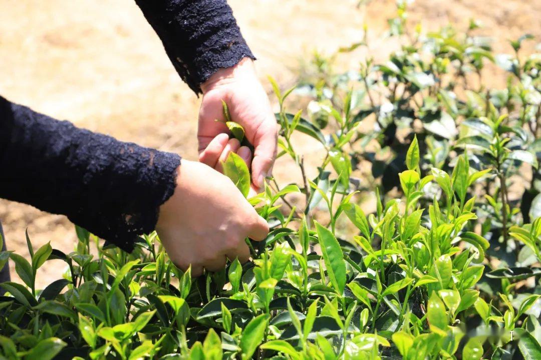 又是一年采茶季,让我们共赴茶乡采茶品茶去! | 龙岩kk