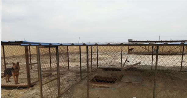 埋狗窝、藏体育馆，为了偷电他们想尽了办法