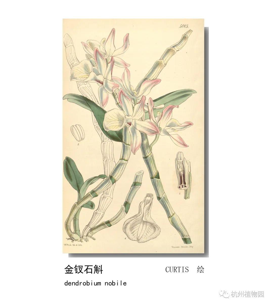 影响世界的中国植物——2020年博物绘画全国巡展