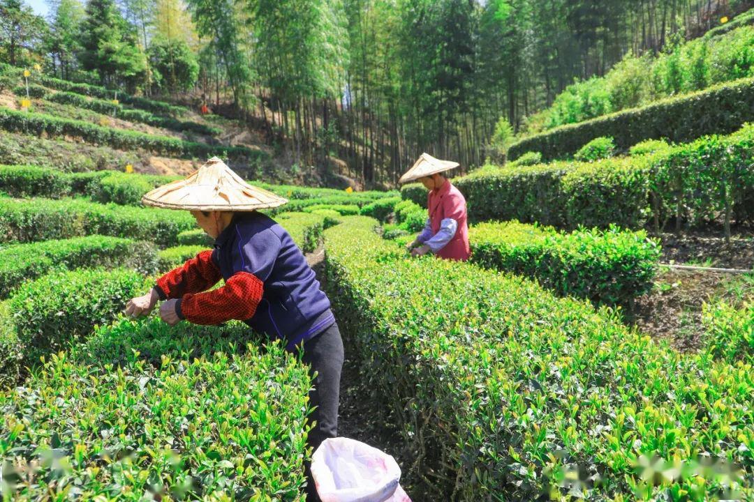 采茶不仅是茶农的乐事