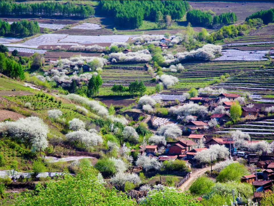 白山市区人口_白山茶图片