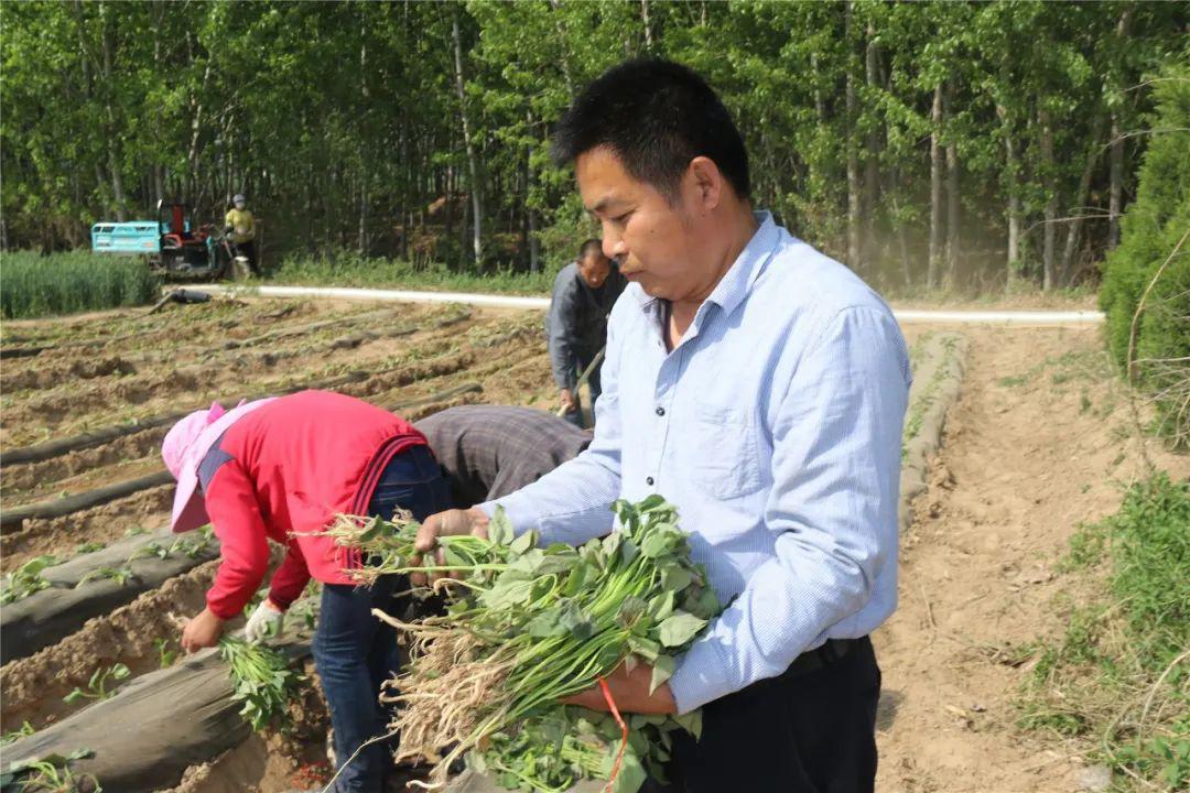 头雁领航支部领办合作社17名支部书记带头种地瓜系列报道之一