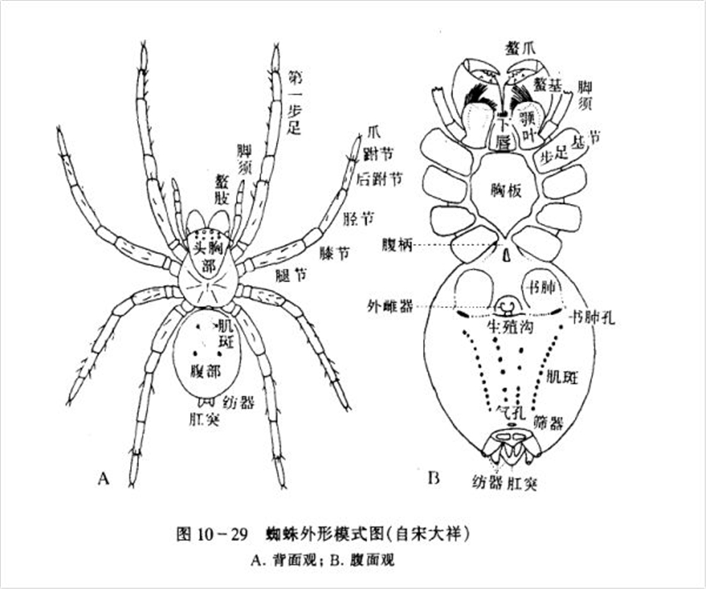 蛛丝不是从嘴巴吐出来的,而是拉出来的_蜘蛛