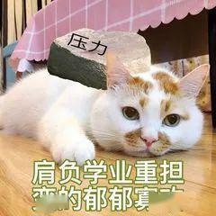 梦境解析，梦见被猫咬住虎口——解读潜在的心理暗示与情绪释放