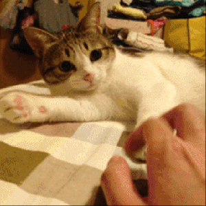 竟然被一只猫油腻到了