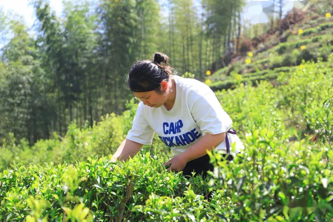 又是一年采茶季让我们共赴茶乡采茶品茶去