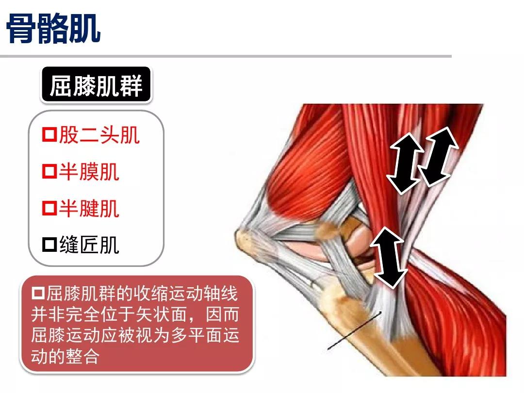 膝关节运动解剖学基础