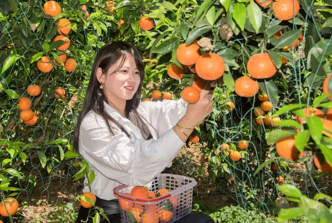 4月28日,游客在果园里体验自助采摘的乐趣