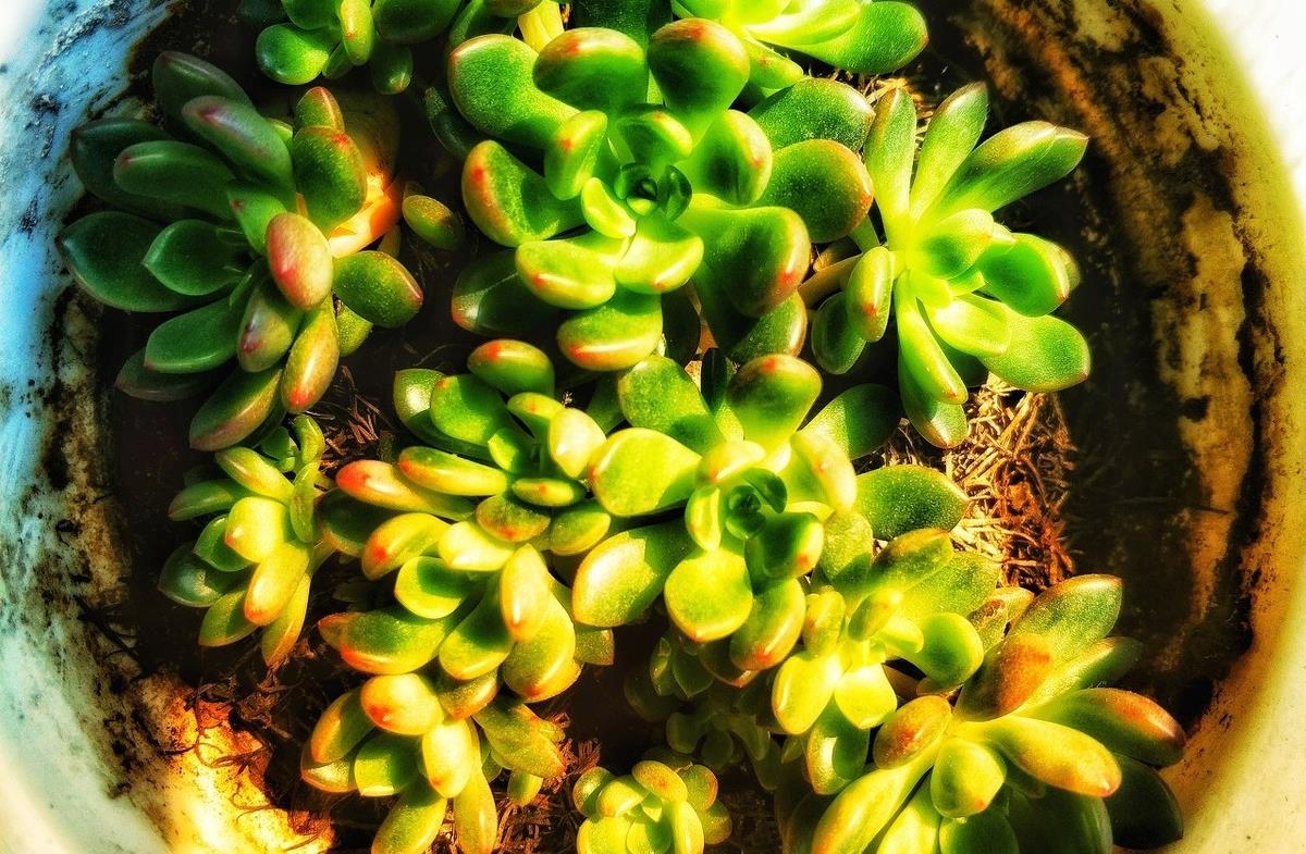 多肉怎么繁殖快 ec8d47b0938640a3adbb392bbff39317.jpeg