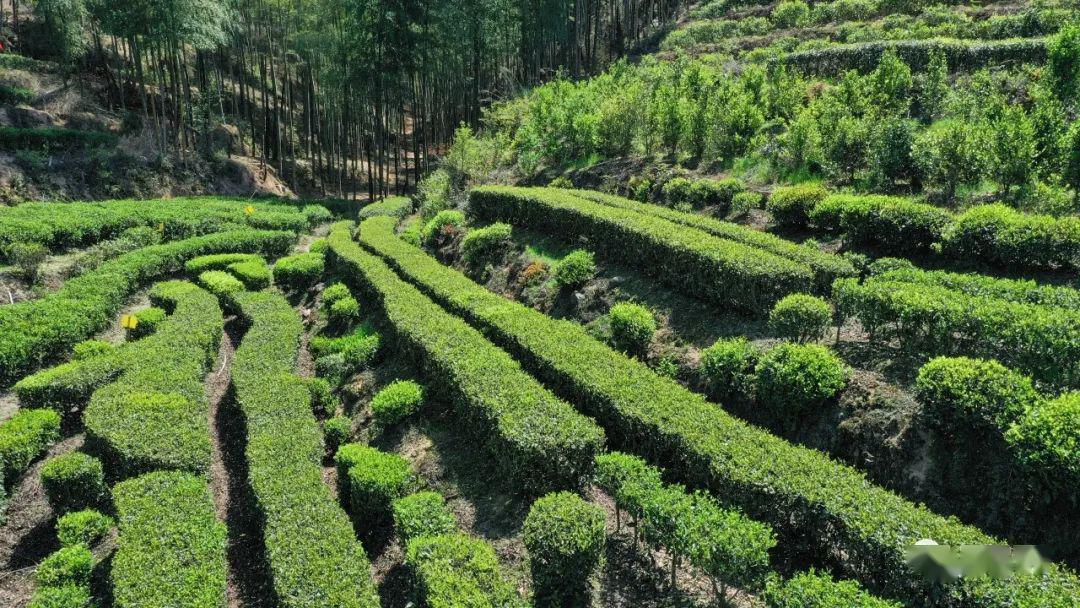 又是一年采茶季,让我们共赴茶乡采茶品茶去! | 龙岩kk