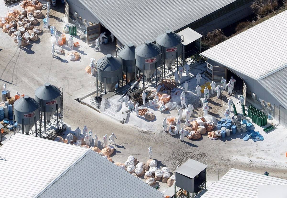 除了新冠病毒,又有禽流感!新加坡、菲律宾已