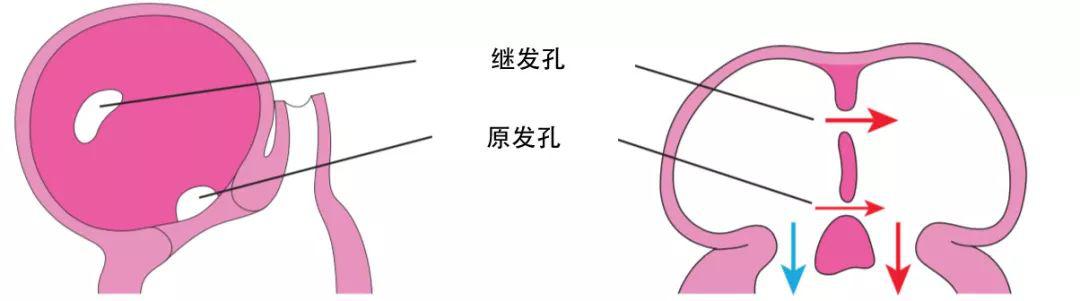 (注意继发孔也在原发隔上哦) 到第5周,继发隔(septum secundum)从右心