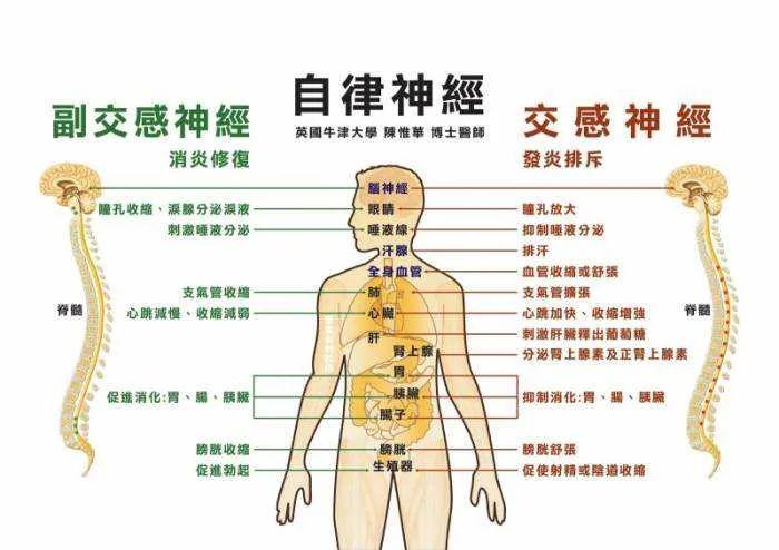 压力加速头发变白的原因找到了