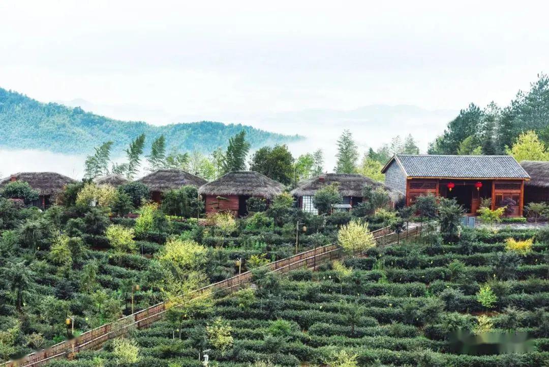 茶山竹海 品一口春茗鲜
