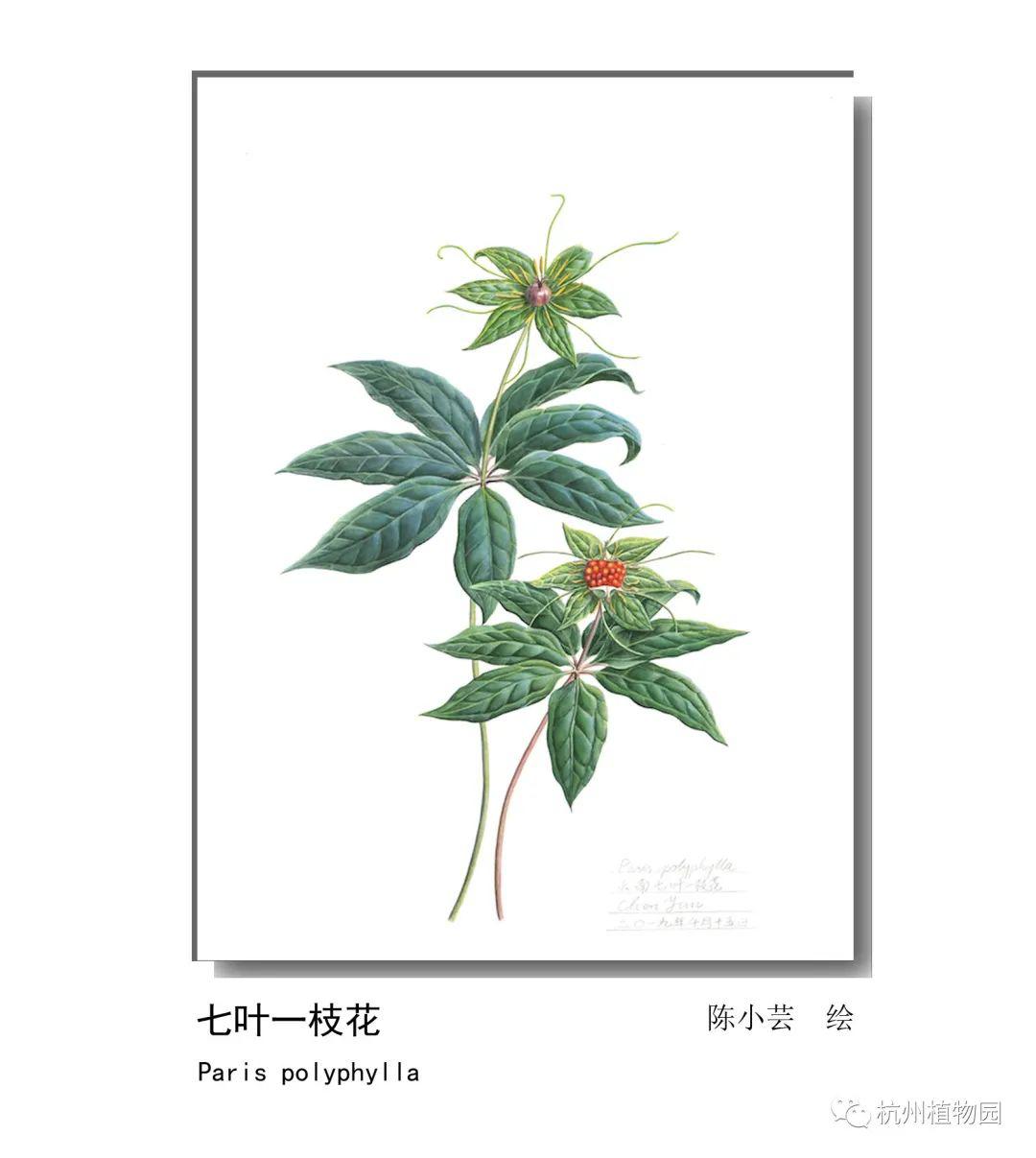 lian影响世界的中国植物2020年博物绘画全国巡展杭州植物园站四