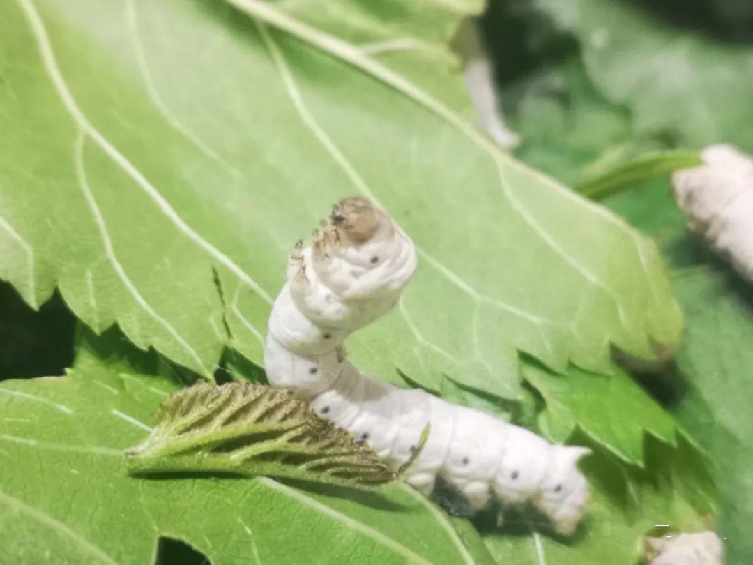 长长的一条 还一节一节的,前面也有眼睛  哈哈哈哈哈哈 我认真的看蚕