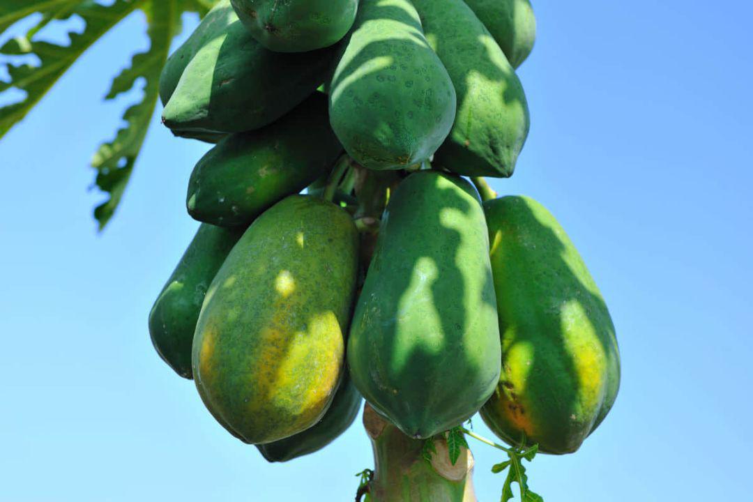 01d00f97170a40988ac6f869eb292cb1.jpeg