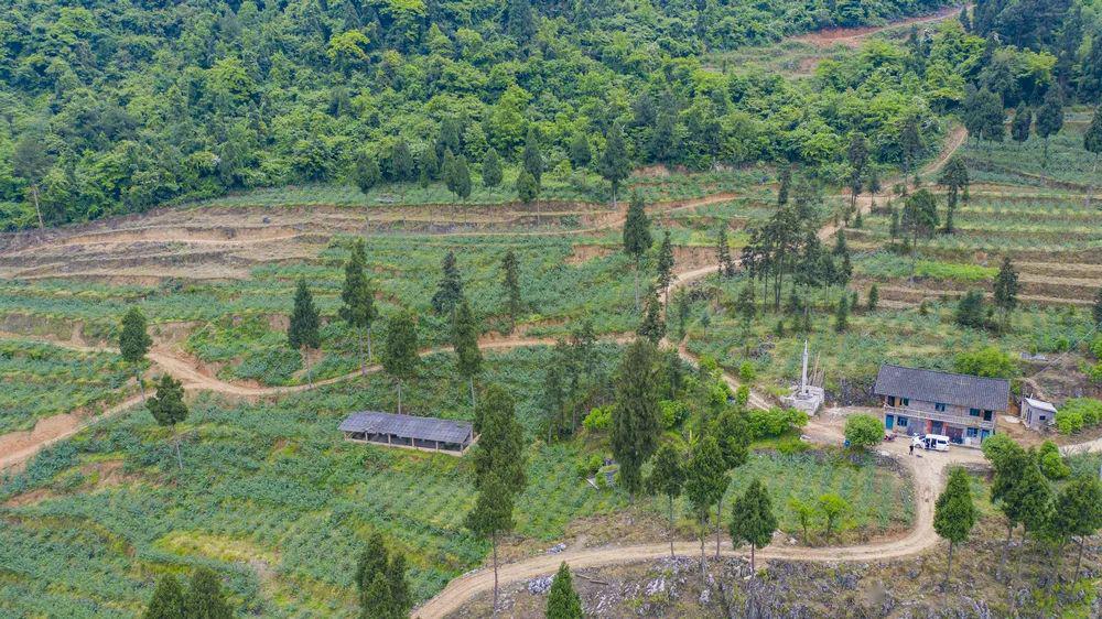 第一期花椒园区近日,笔者来到古蔺县龙山镇吉龙村10社,漫山遍野的花椒