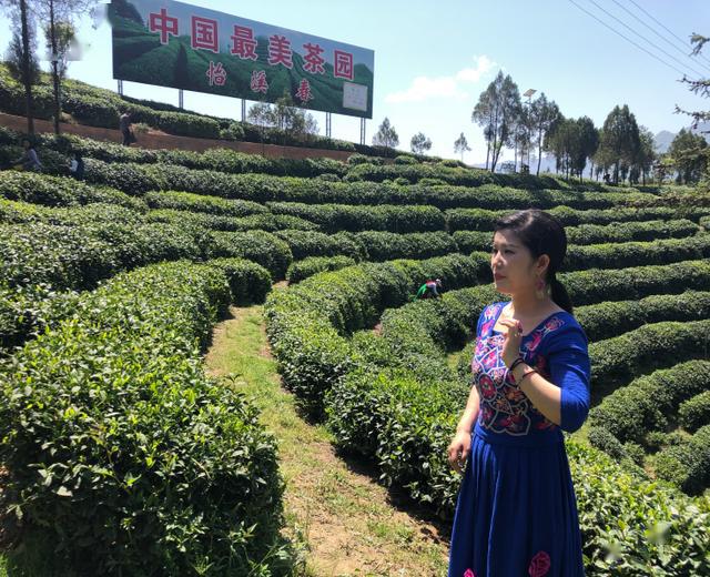 高山云雾出好茶五一小长假来镇巴踏青采茶享田园生活