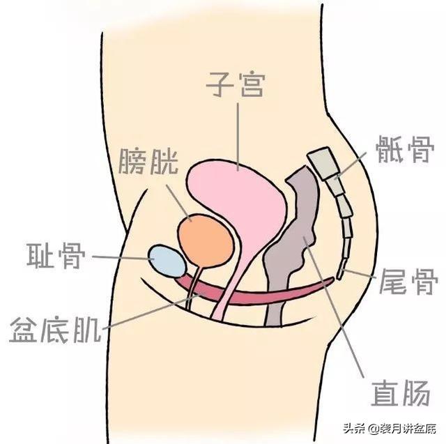 盆底肌的位置在哪里?