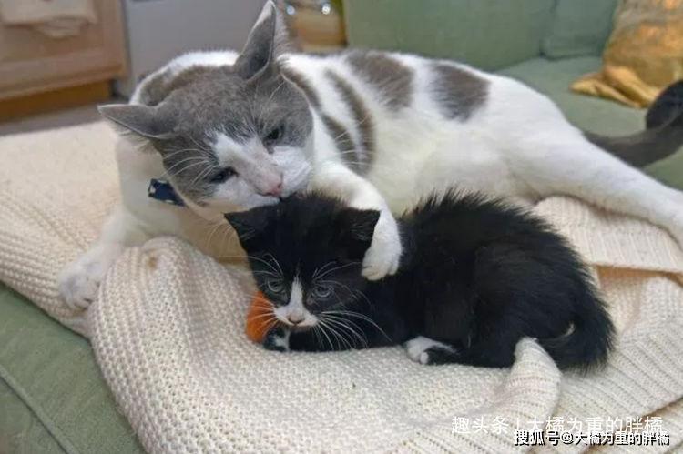 怎么看小猫有没有长大 11bc48247b074c4294546528b9f59109.jpeg