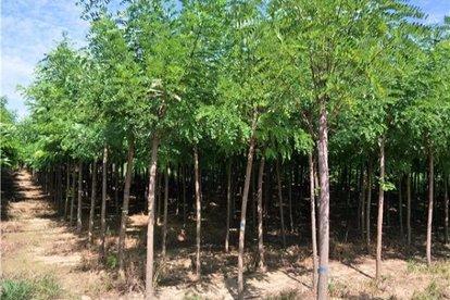 原创槐树有国槐和洋槐啥区别洋槐哪来的见过开红花的洋槐吗