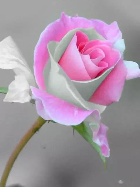 五月玫瑰花开 送你最美的玫瑰花 罕见的稀世玫瑰送给你 我要将这世界