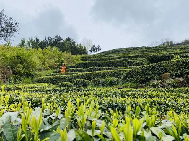 熙园生态茶园(镇巴县镇大市),由北向西延伸,依山傍水,草木