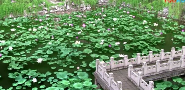 《甄嬛传》甄嬛生日放风筝时，谁注意到颂芝了