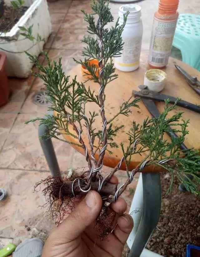 扦插仅三年的济州真柏苗就敢做盆景,真人秀教你如何实现!