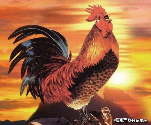 原创金鸡报喜好运砸头这个5月属鸡人跑不掉了尤其69年属鸡人