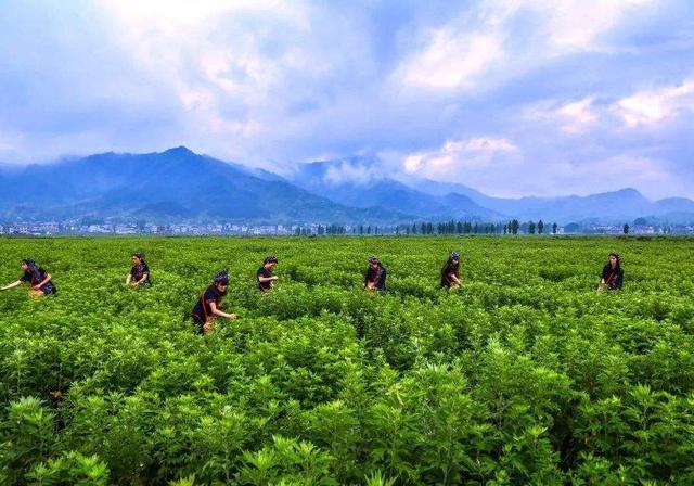 农村种植什么能赚钱,看看这4种咋样?关键是它们有市场