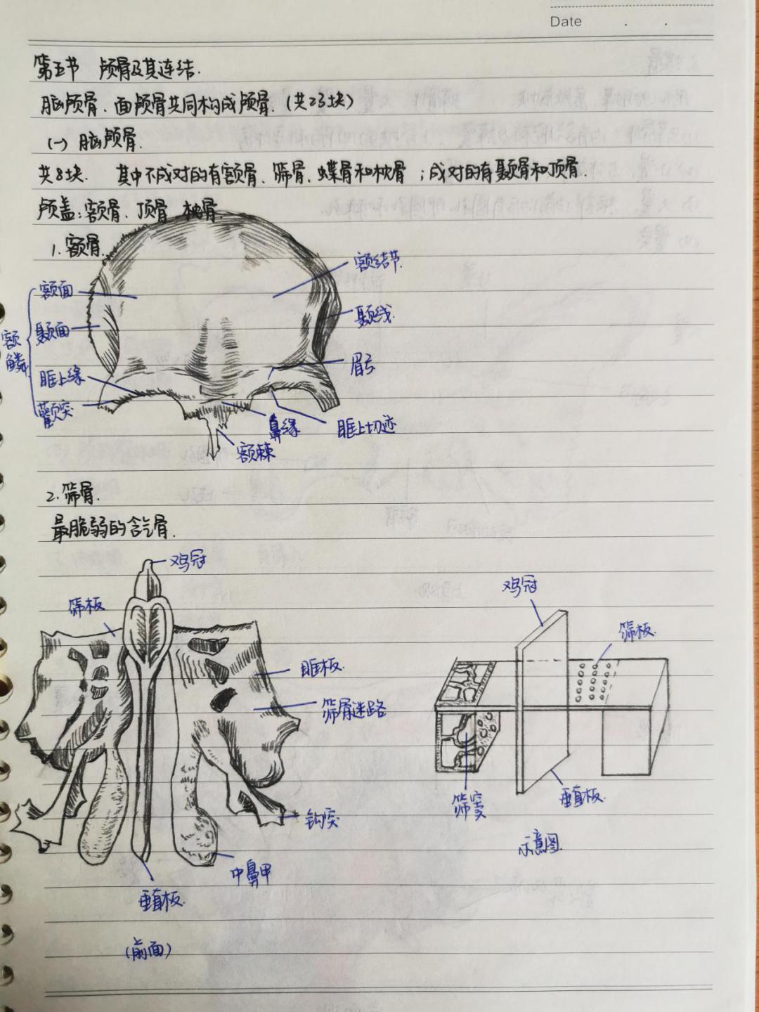 吉爱青 医学影像学院13这是一份关于系统解剖学的笔记,绘图与文字结合