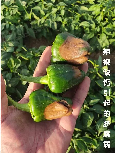 气温起伏不定,蔬菜种植也需科学补充钙肥!_缺钙