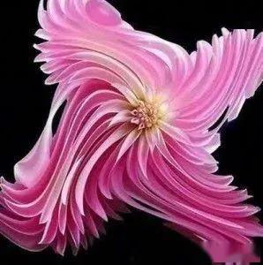 罕见的稀世奇花