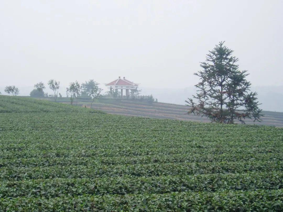 天福茶园一角