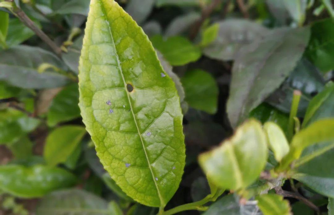 普定·茶叶专家治虫有高招,立竿见影引茶企拍手叫好丨"冲刺90天打赢