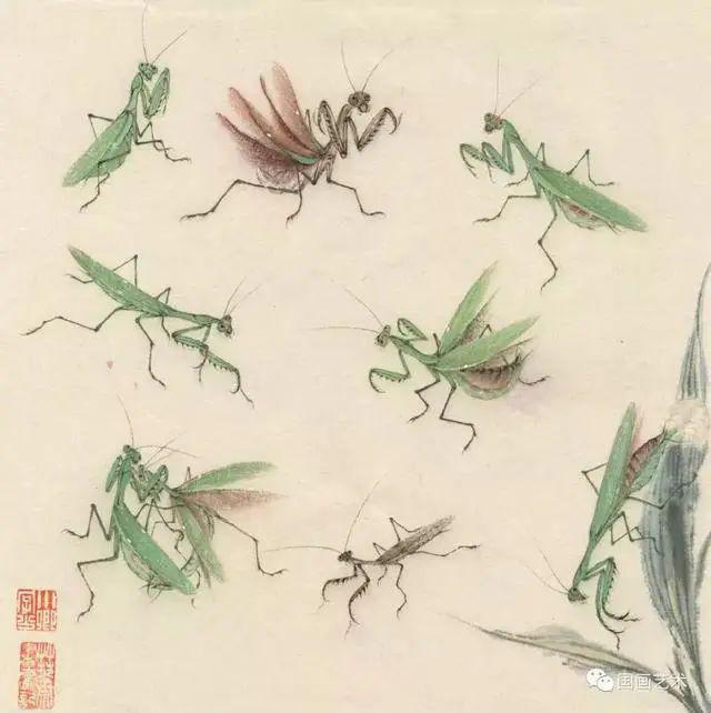 图文并茂蚱蜢蝗虫络纬螳螂画法示范