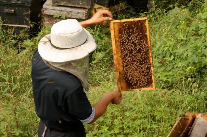 我是养蜂人我不敢休息