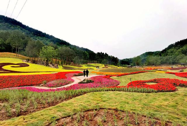 路线:自驾:从广元城区出发到昭化平乐旅游区即可到达如意花海.