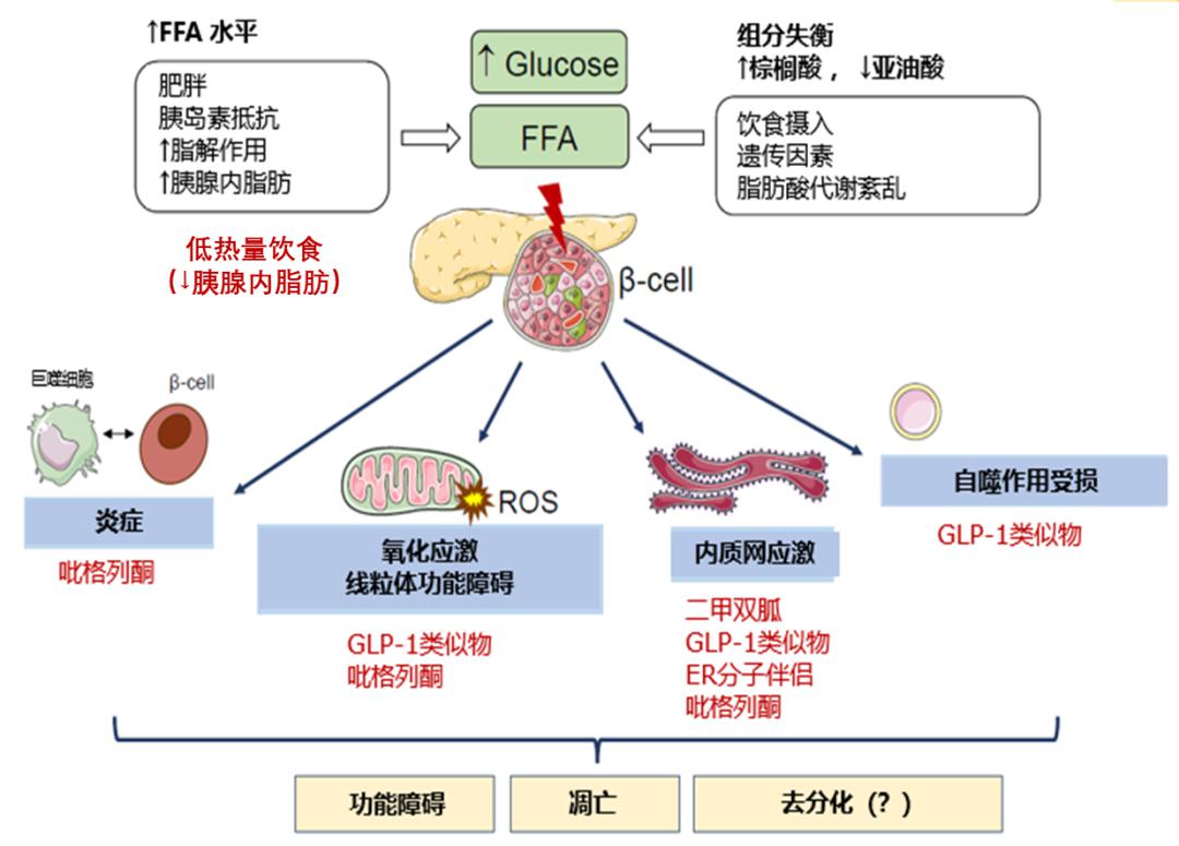 遗传因素,过量的营养物质摄入及糖脂代谢紊乱会诱发营养应激(主要是