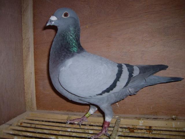 5c00e7106c73483e89d081c165847428.jpeg
