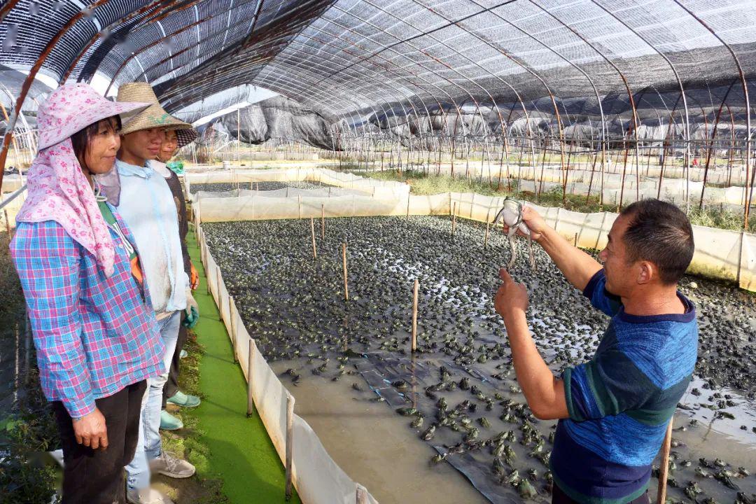 大田村牛蛙养殖示范基地技术员给当地贫困户传授牛蛙养殖技术
