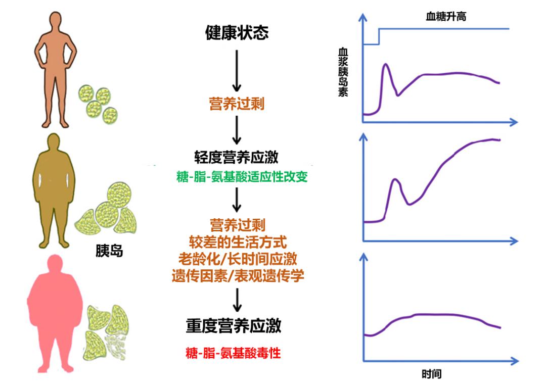 糖尿病学术前沿膏粱厚味富贵病吃得好有错吗