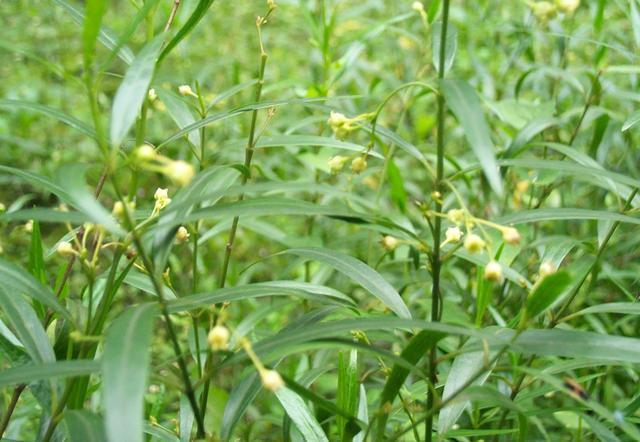 它是华北白前的全草,其为多年生草本植物,有的地方也称呼它为"豆叶草